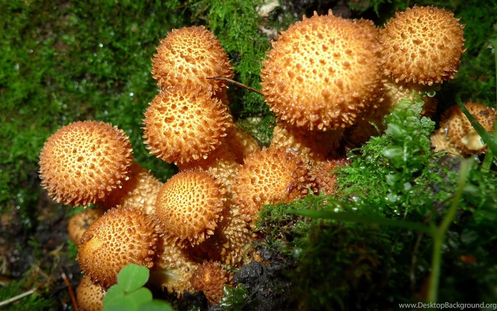 Interesting Brown Mushrooms Wallpapers 24883