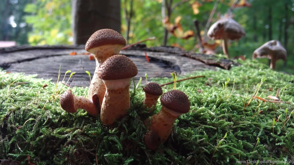 Magic Mushrooms >> HD Wallpaper, Get It Now!