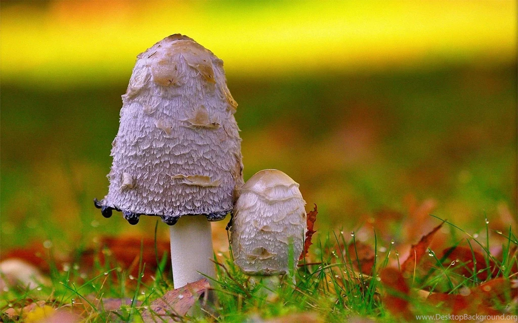 Mushrooms Wallpapers