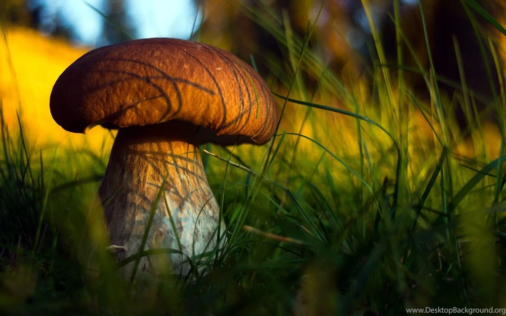Hd Mushroom Wallpapers   160172