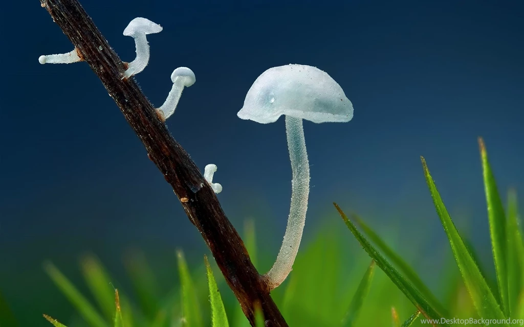 Green And White Mushrooms