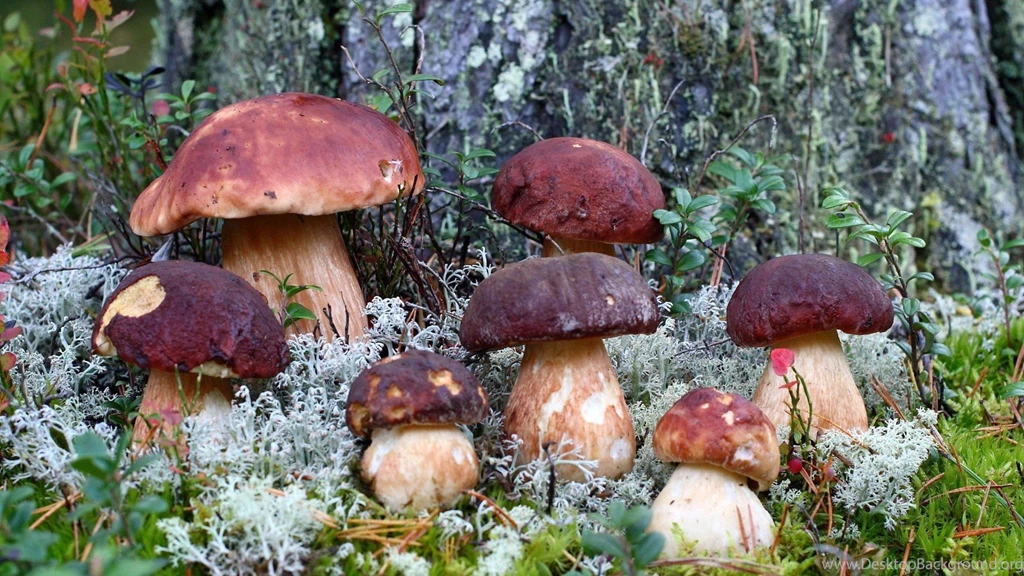 Mushrooms Photo Wallpapers On The Desktop, Pictures With ...
