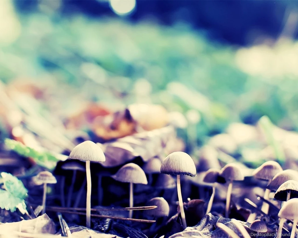 1280x1024 Forest Mushrooms Desktop PC And Mac Wallpapers