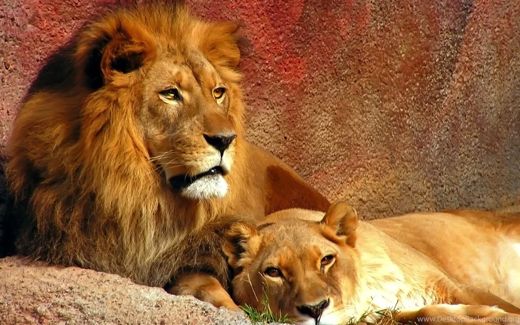 Beautiful Lion Wallpapers In High Definition Ready For Your Desktop