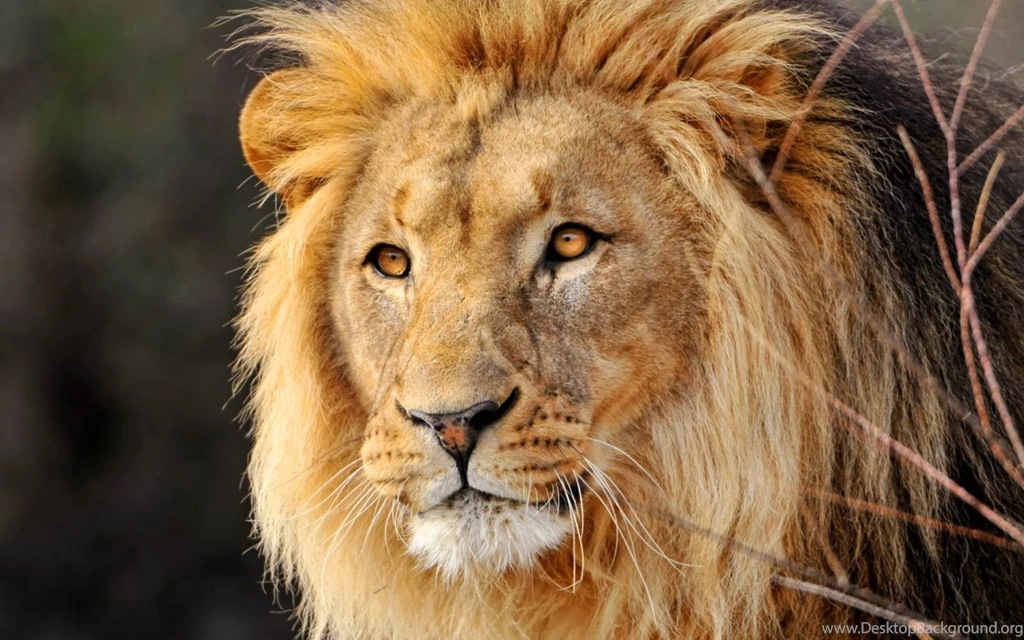 High Definition Lion Wallpapers For Free Download