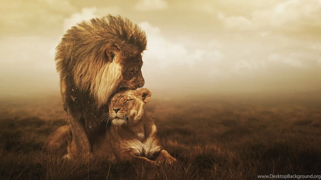 HDscreen: Lions Desktop Bakcgrounds