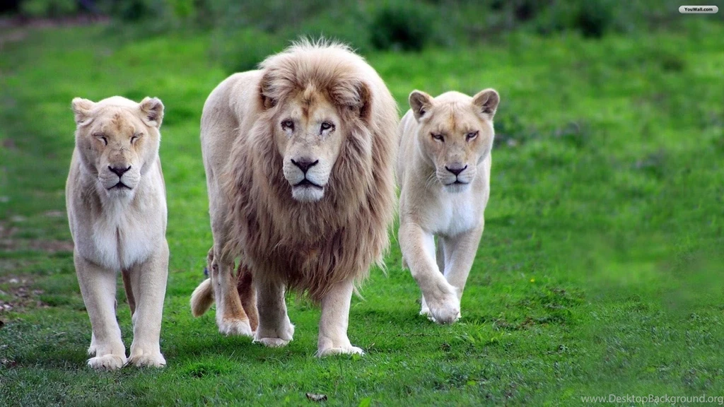 YouWall Lion Family Wallpapers Wallpaper,wallpapers,free ...