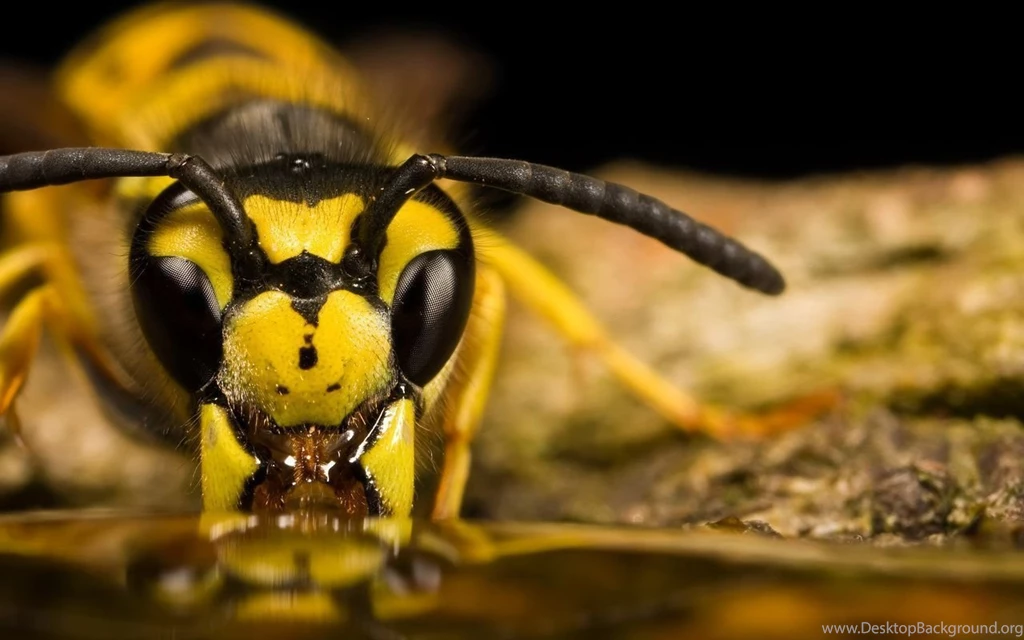Insect Wallpapers