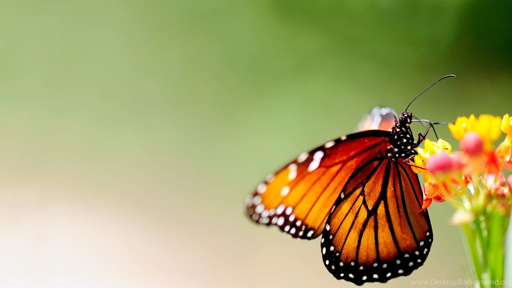Download Wallpapers 3840x2160 Butterfly, Wings, Patterns, Bright ...