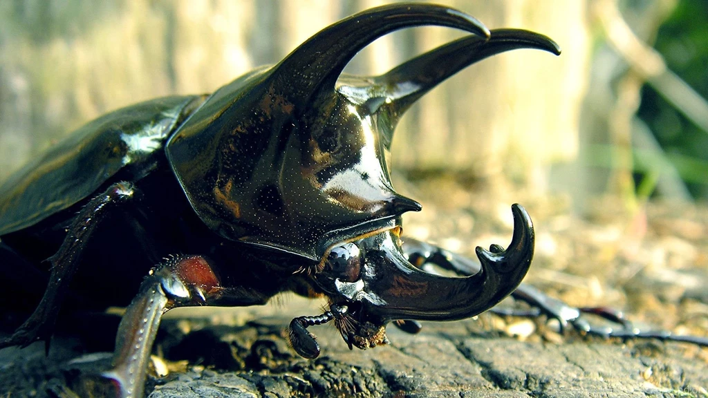 Insect Computer Wallpapers, Desktop Backgrounds