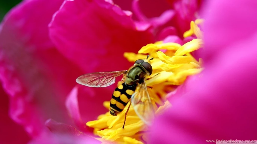 Amazing Macro Insect HD Desktop Wallpapers : Widescreen : High ...