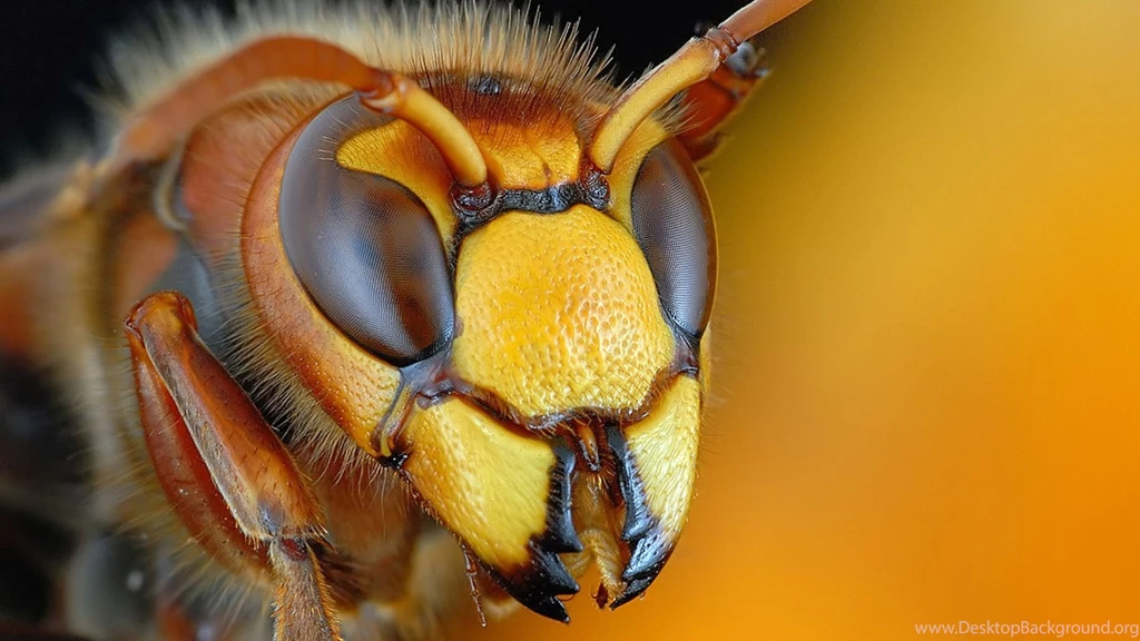Insect Computer Wallpapers, Desktop Backgrounds