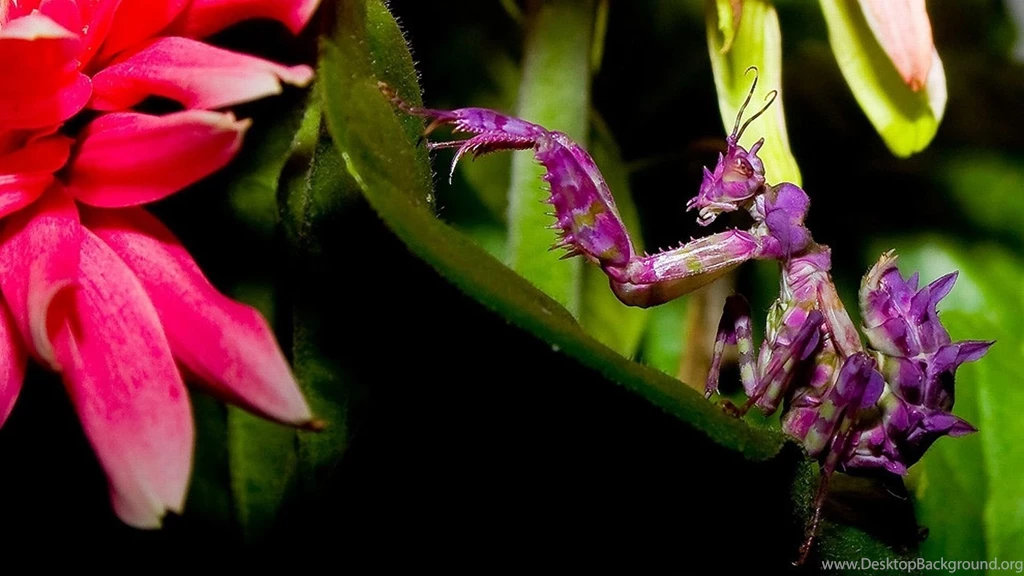 Insect Computer Wallpapers, Desktop Backgrounds