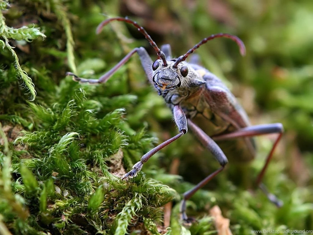 Insect Wallpapers. Images And Animals Insect Pictures (693)