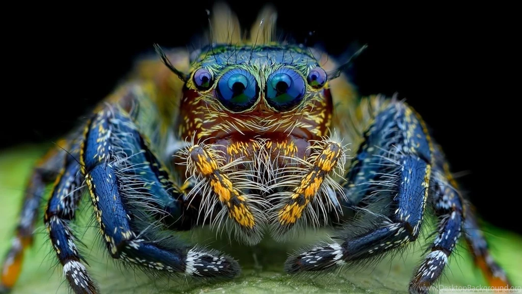 Jumping Spider Macro Insect HD Desktop Wallpapers : High Definition ...