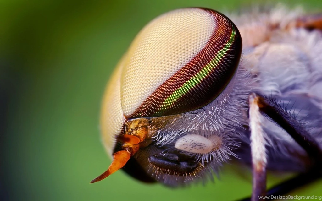 Homepage Animals Animals Insect Macro Wallpapers