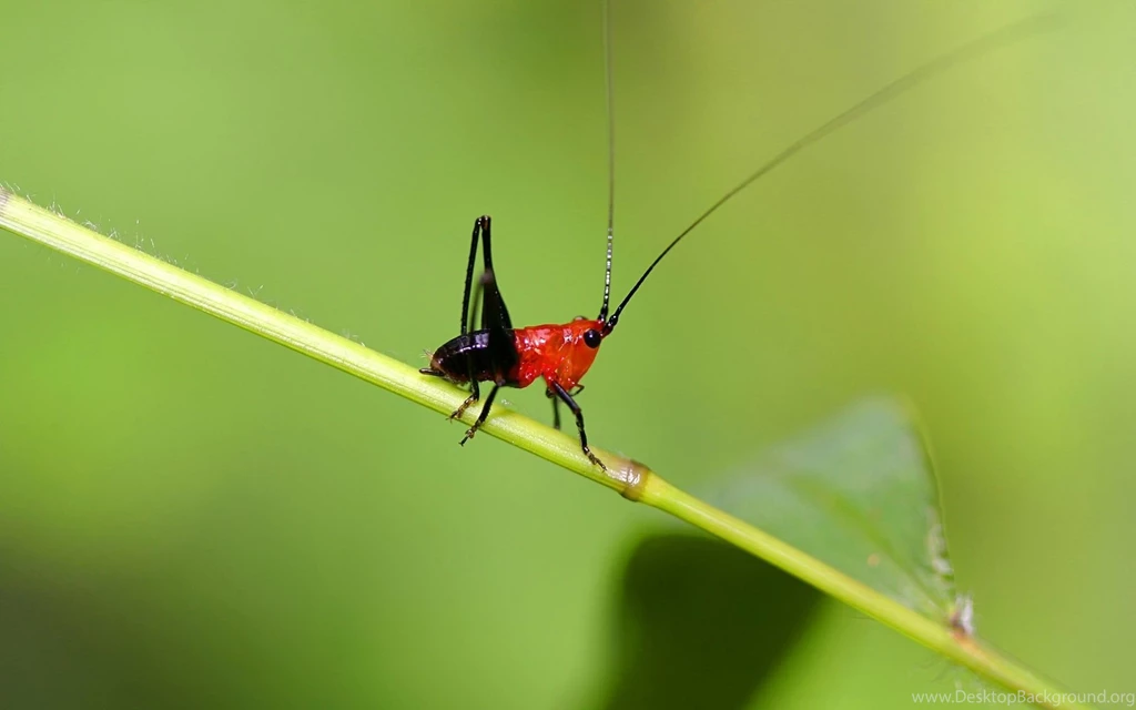 Mantis HD Wallpapers