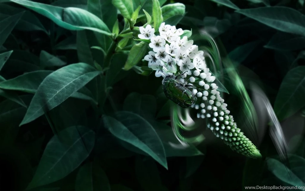 1280x800 Green Insect Desktop PC And Mac Wallpapers