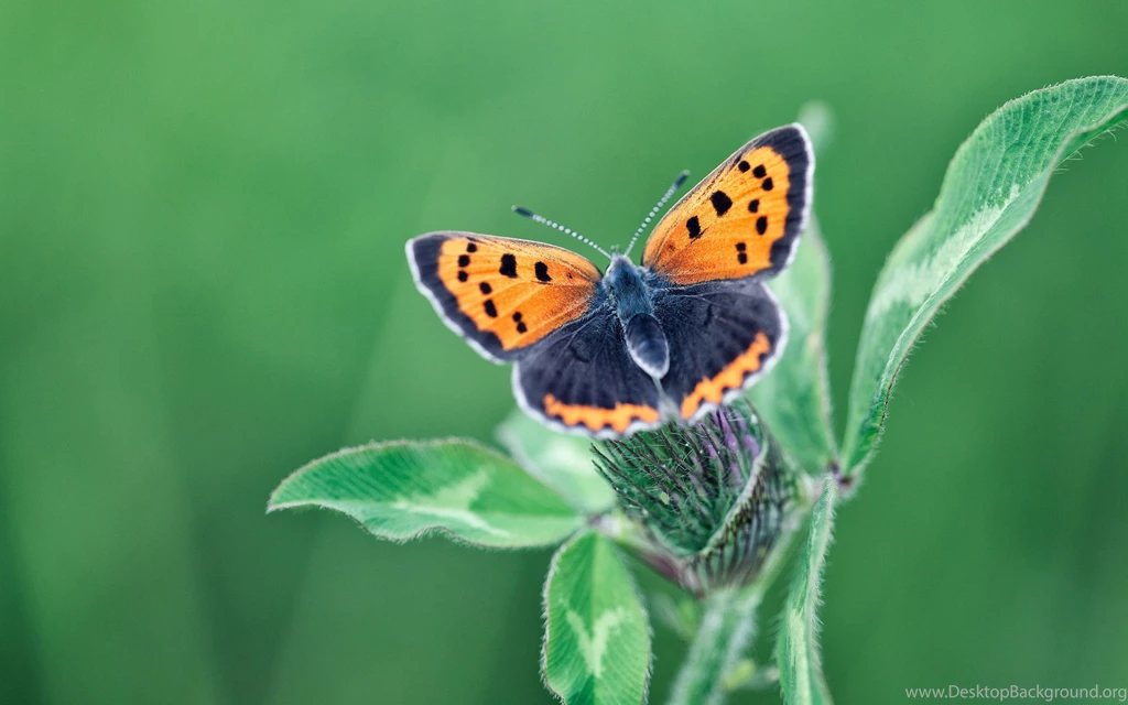 2880x1800 Butterfly Insect Wallpapers