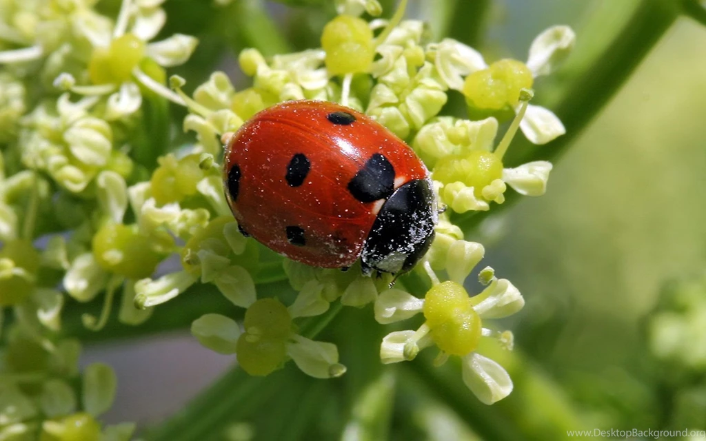 Lady Bug Wallpapers