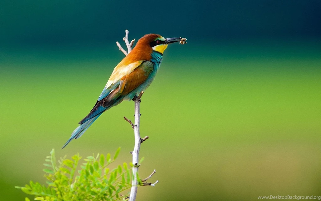 The Bird Eat Insect Wallpaper,Bird Wallpaper,Eat Wallpaper,Insect ...