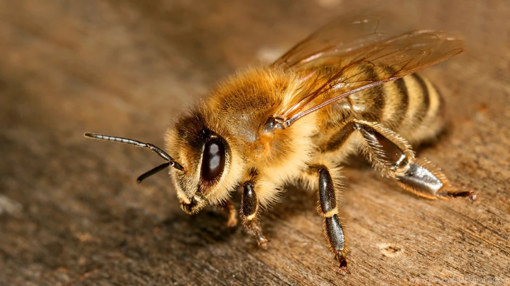 2560x1440 Bee Insect Wallpapers