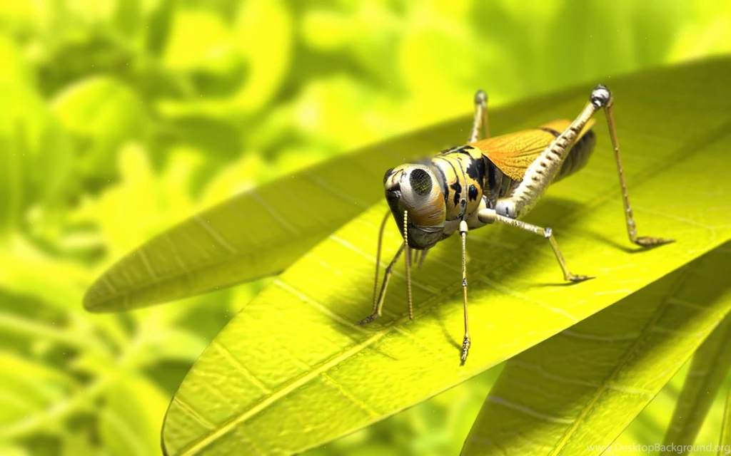 Insects Hd Wallpapers Page 0