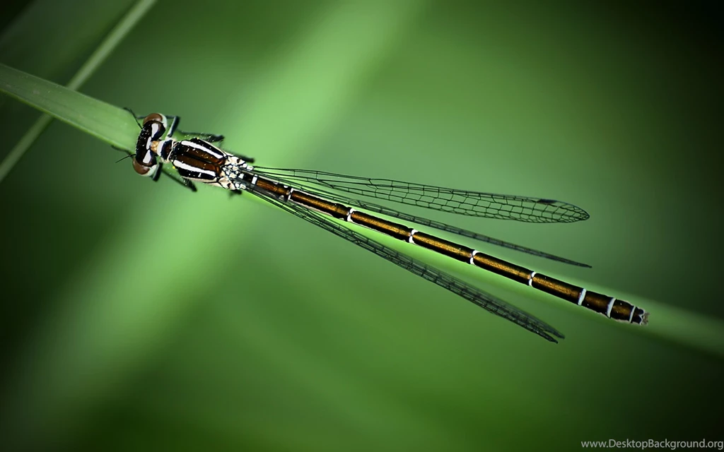 Insect Computer Wallpapers, Desktop Backgrounds