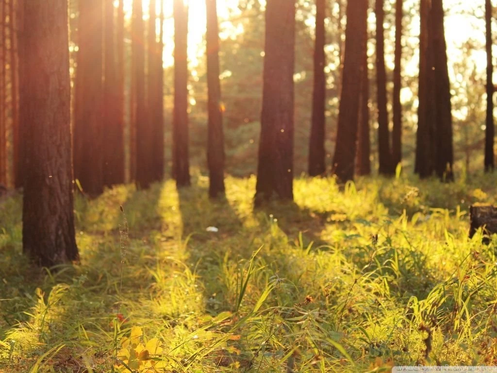 Warm Summer Sunlight HD Desktop Wallpapers : Widescreen : High ...