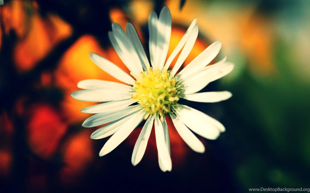 Warm Colors Flower Wallpapers