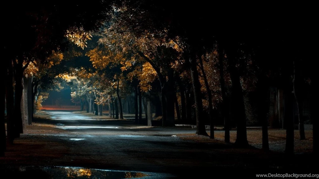 Trees Night Forest Path Wallpapers