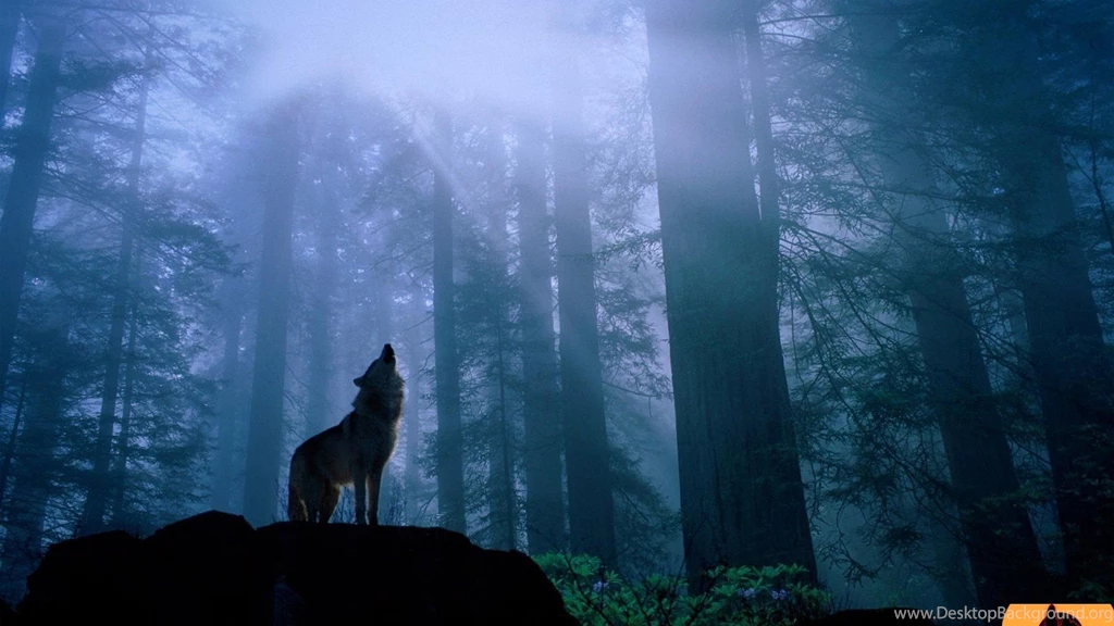 Wolves Backgrounds Wallpapers » WallDevil Best Free HD Desktop And ...