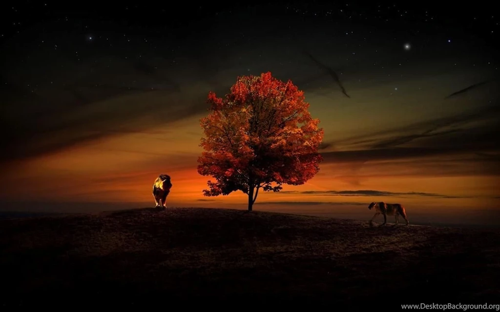 African Sunset Live Wallpapers Download African Sunset Live ...
