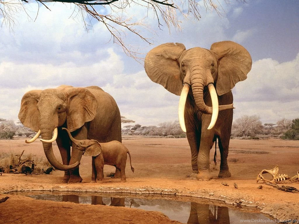 African Elephants Wallpapers Wallpaper.