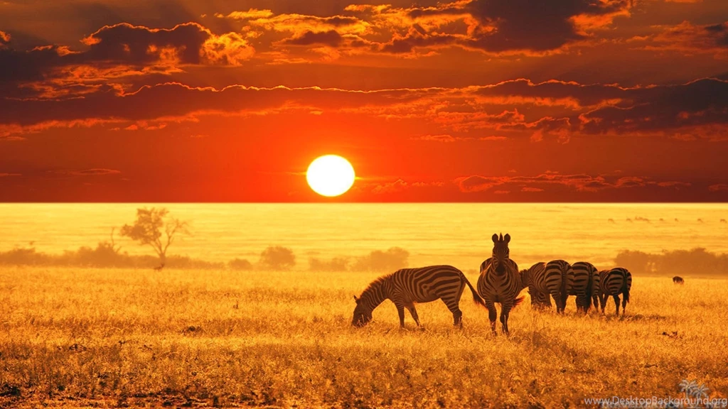 All Joy Of African Safari Wallpapers