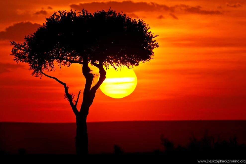 MY AFRICAN WALLPAPER (