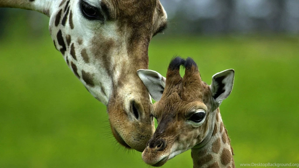 Desktop Wallpapers · Gallery · Animals · Giraffes Loving Mother ...