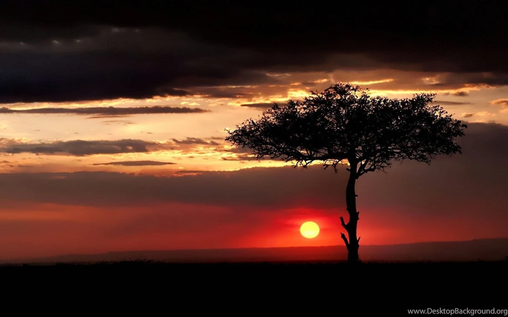 Gallery For African Savanna Sunset Wallpapers