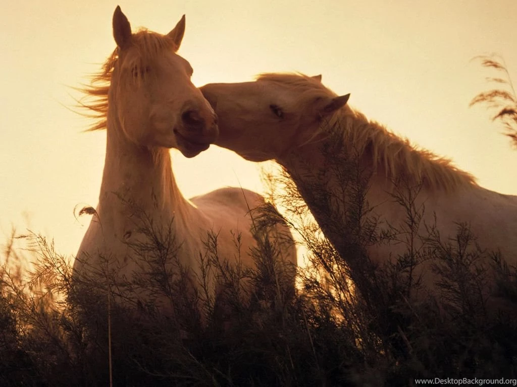Horse Backgrounds Wallpapers