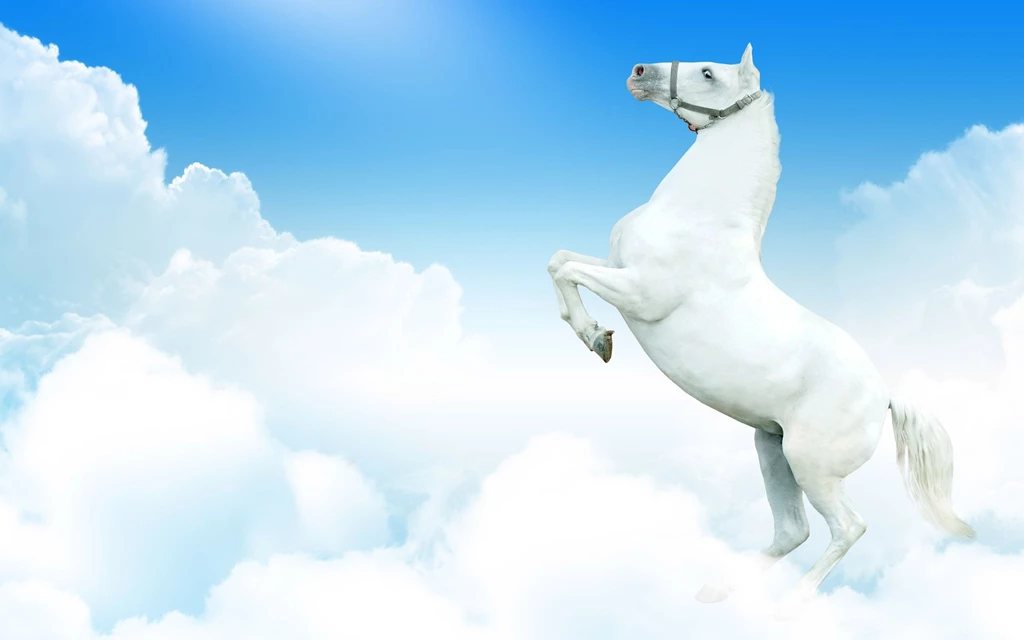Horse Wallpaper Backgrounds