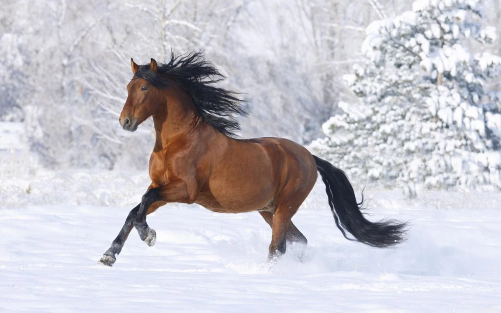 16382) Horse Backgrounds HD Wallpapers WalOps.com