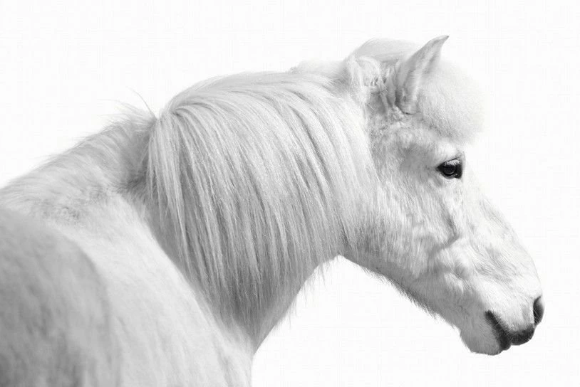 White Horse Photograph On White Backgrounds Owen Brown2 2733013