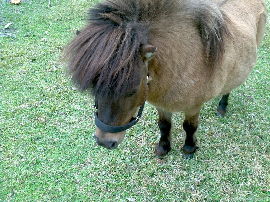 Horses: Dun Miniature Pony Horse Background Images For HD 16:9 ...
