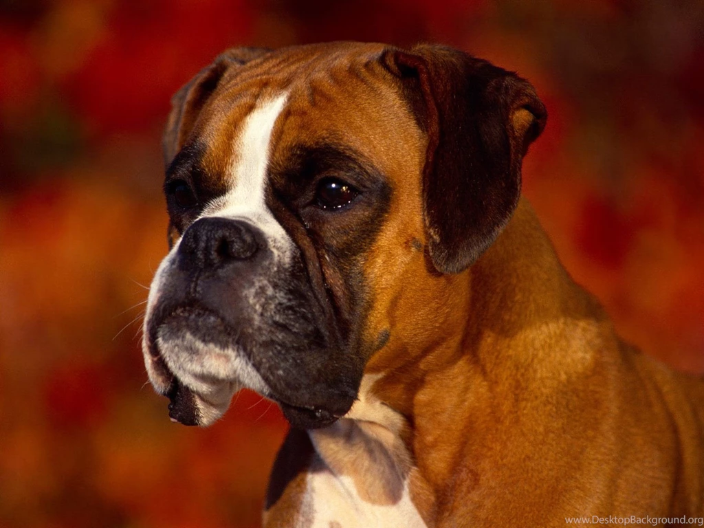 Boxer Dog Wallpapers
