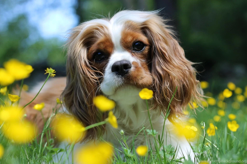 Dog Wallpapers, Dog Desktop Images, Free Images, Hairy Dogs, Pets ...