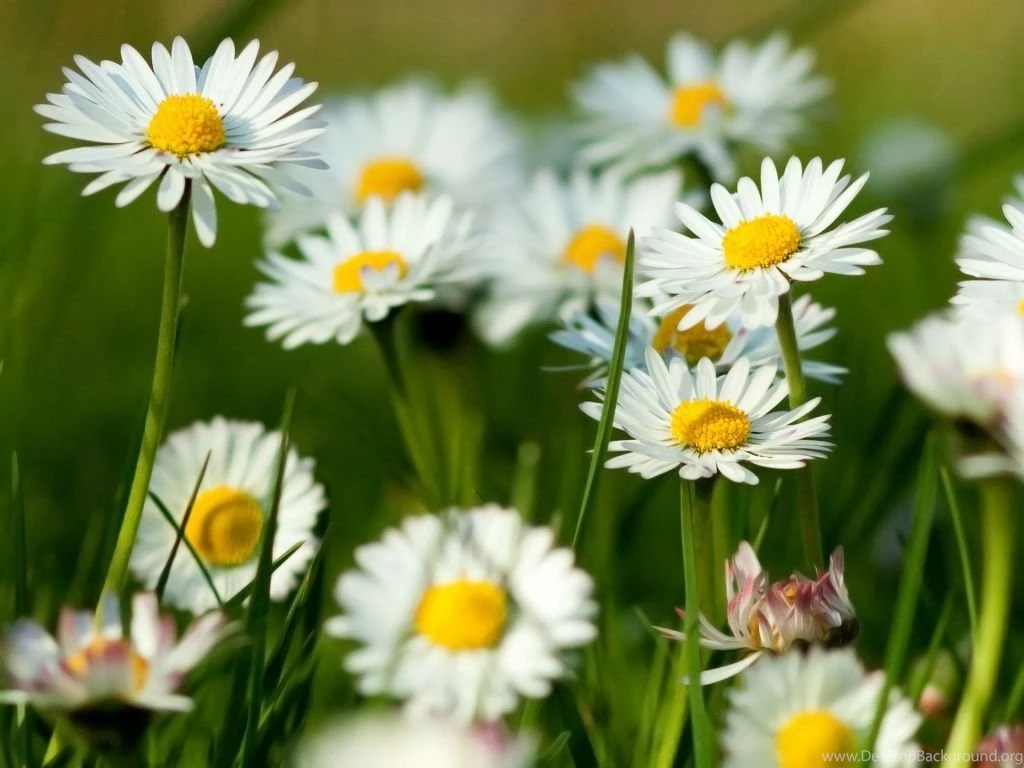 1024x768 Spring Desktop PC And Mac Wallpapers