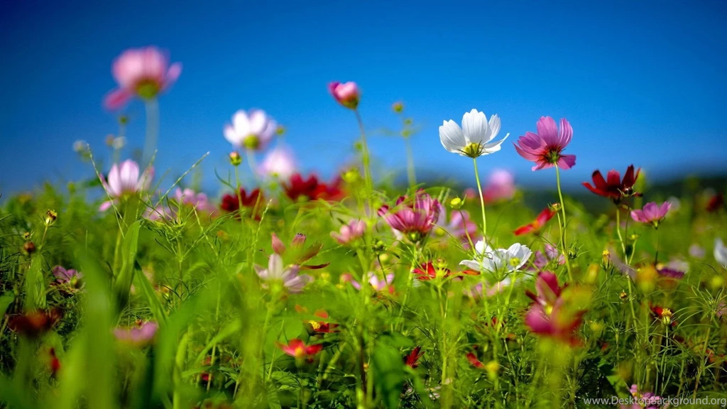 Spring Wallpapers For Desktop Widescreen HD Wallpapers