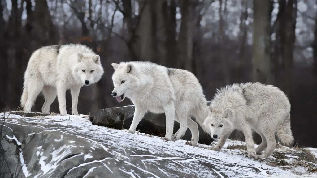 White Wolves Pack HD Desktop Wallpapers : Widescreen : High ...