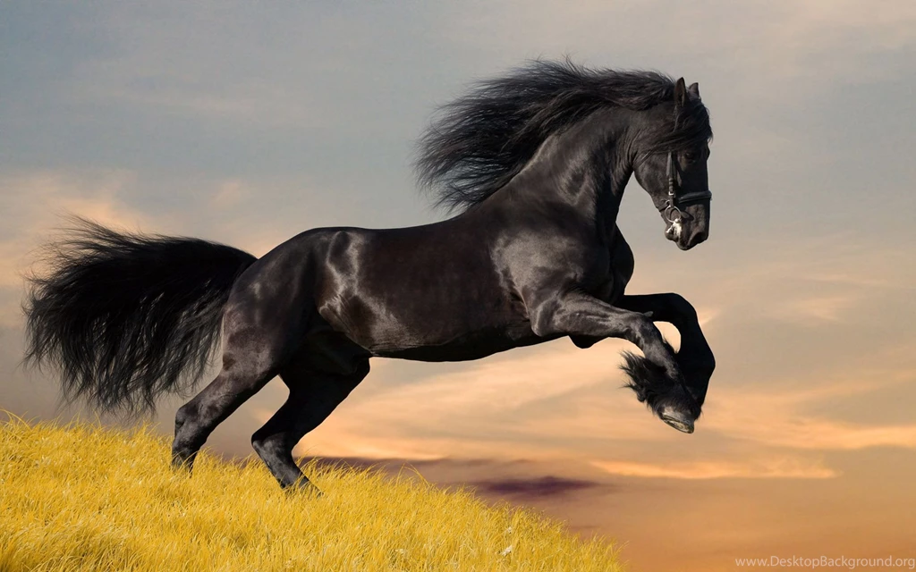 Download Black Horse Wallpapers 1331 1920x1200 Px High Resolution ...