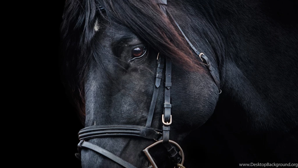 Black Horse Wallpapers :: HD Wallpapers